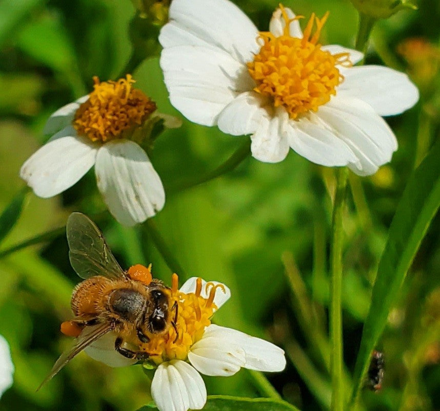 Miel de abeja, Oro liquido y sus Propiedades/ Honey Bee